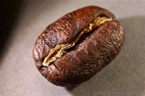 GUATEMALAN ANTIGUA COFFEE BEANS PEABERRY MEDIUM ROASTED 5 POUNDS IN 1 POUND BAGS