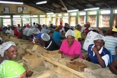 100 % JAMAICAN BLUE MOUNTAIN COFFEE BEANS MEDIUM ROASTED 2 POUNDS