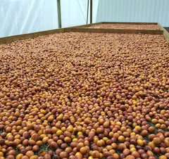 Ethiopia Natural Kaffa Bun – Specialty Organic – Single Origin – Med-Dark Roast