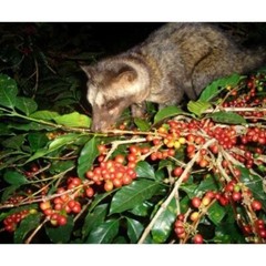 1. 2 lb Arabica Sumatra Coffee Beans Fresh Roasted Whole BEans