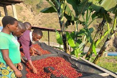 2lb/40lb – Burundi – African Coffee – Premium Unroasted Green Coffee Beans