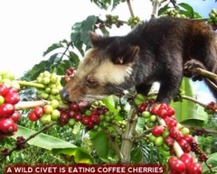 Kopi Luwak Roasted Coffee Beans – Wild Ethical Shangri-La Coffee – Indonesian
