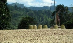 100% Kona Hawaiian Peaberry Unroasted Coffee Beans – 10 Pounds Newest Crop 2023