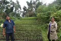 10 lbs Bolivia Microlot: Celso Mayta -Cafe Golondrina FREE SHIPPING