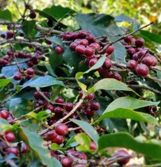 Panama Coffee Finca Dos Jefes Estates. Direct Trade 🤝🏼 Fair Wage. Natural Dark