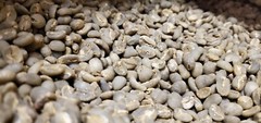 5 LB INDONESIA SUMATRA MANDHELING UNROASTED GREEN COFFEE BEANS – ARABICA
