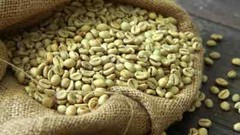 Organic Green Coffee Beans from Ceylon Dried Coffee Unroasted 100g Free Shipping