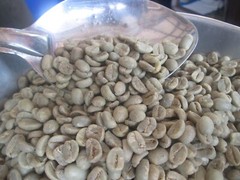 Organic Arabica Green Coffee Beans direct from the Malnad estates 100gms
