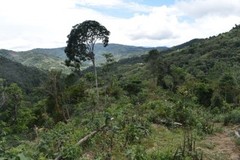 10 lbs BOLIVIA FAIR TRADE ORGANIC (FTO) AA GREEN COFFEE BEANS FREE SHIPPING