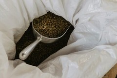 100% Kenya AB (Washed) Green Beans (1 Lb.)