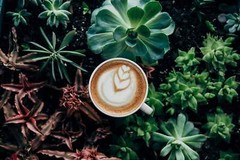 Mt. Foraker Coffee Single Origin (Medium-Light Roast)