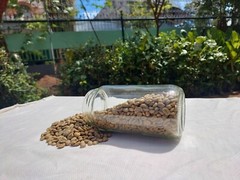 6 lb, le Cafe de Bondowoso – Arabica Coffee
