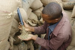 Ethiopia Unroasted Green Coffee Natural Yirgacheffe Small Holder Farms 4LBS