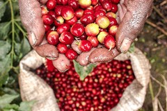 8oz/5lb – Tanzania Peaberry – African – Premium Fresh Roasted To Order Coffee