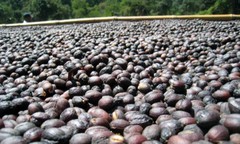 SUMATRA ESPRESSO DARK ROASTED COFFEE BEANS 5 POUNDS IN 1 POUND BAGS