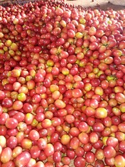 2lb/40lb – Kenya AA – Specialty Grade – Premium Unroasted Green Coffee Beans