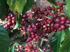 8oz/5lb – Guatemala Huehuetenango – Central America – Roasted To Order Coffee