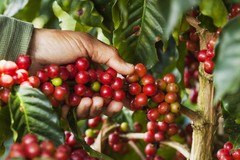 8oz/5lb – Costa Rica Tarrazu – Central America – Fresh Roasted To Order Coffee