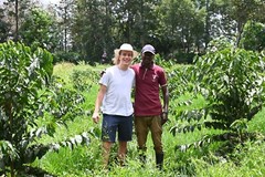 Kenya Peaberry Specialty Grade of Premium Arabica Green Coffee Beans