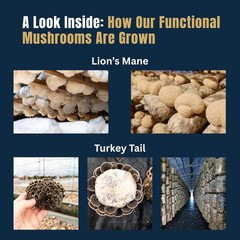 Mushroom Coffee: 30 Servings with Lion’s Mane & Turkey Tail for Immunity