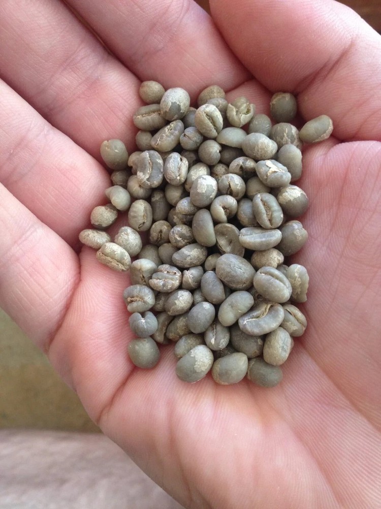 5 LB TANZANIA GREEN COFFEE WHOLE BEAN – ARABICA
