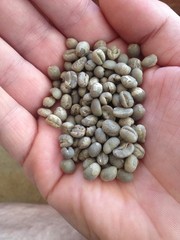 5 LB TANZANIA GREEN COFFEE WHOLE BEAN – ARABICA