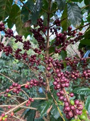 1 LB HIGH ALTITUDE PERUVIAN PERU UNROASTED GREEN COFFEE BEANS – ORGANIC ARABICA