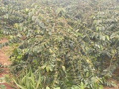 2Lb Kenya AA Coffee Superior Grade