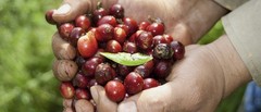 1 lb Certified 100% Kona (Hawaii) Coffee—Freshly Roasted To Order!
