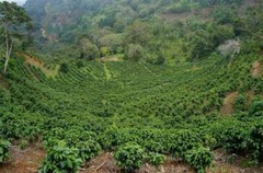COSTA RICAN TARRAZU COFFEE BEANS DARK ROASTED 5 POUNDS
