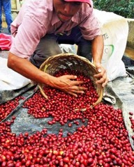 BRAZILIAN MOGIANA COFFEE BEANS MEDIUM ROASTED 2 OR 5 POUNDS