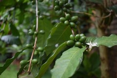 10 lbs BRAZIL SUL MINAS NATURAL PROCESS (AAA) GREEN COFFEE BEANS FREE SHIPPING