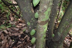 3lbs Bolivia Heirloom Certified-Organic Unroasted Cacao Beans. NEW CROP!