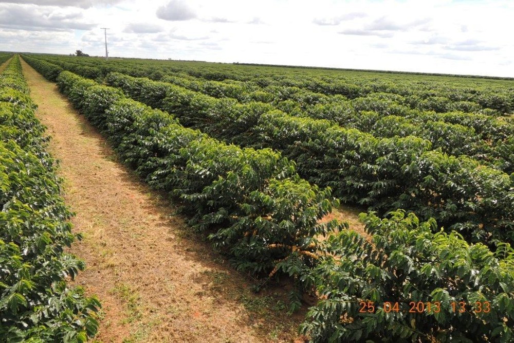 2lb/40lb – Brazil Peaberry – Specialty Grade – Unroasted Green Coffee Beans