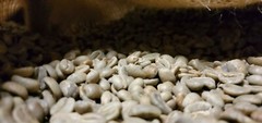 5 LBS PAPUA NEW GUINEA UNROASTED GREEN COFFEE BEANS – ARABICA