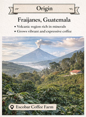 Limited Mosto Fermented Coffee – Anaerobic Natural Caturra |Guatemala