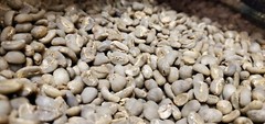 5 LB INDONESIA SUMATRA MANDHELING UNROASTED GREEN COFFEE BEANS – ARABICA