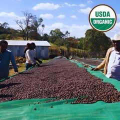 ORGANIC ETHIOPIA BUKU SAYISA BLUEBERRY HONEYDEW JASMINE GREEN COFFEE BEAN 4 OZ