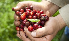 3 BEAN ESPRESSO COFFEE BEANS DARK ROASTED 5 POUNDS