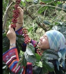 2x200g.100% Arabica Coffee bean Doitung Expresso Roast Thai Premuim Coffee Beans