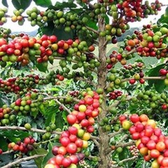 BRICKHOUSE 100% COLOMBIAN FRESH ROASTED COFFEE BEAN 5-lb bag MED ROAST