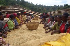 GUATEMALAN ANTIGUA COFFEE BEANS PEABERRY MEDIUM ROASTED 5 POUNDS IN 1 POUND BAGS