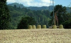 100% JAMAICAN BLUE MOUNTAIN COFFEE BEANS DARK ROASTED 2 TO 6 POUNDS 1 POUND BAGS