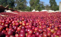 TANZANIAN KILIMANJARO COFFEE BEANS PEABERRY MEDIUM ROAST 2 POUNDS