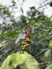 🌱 100% Colombian Single-Origin Specialty Roast ☕️ 1 Pound Whole Or Ground