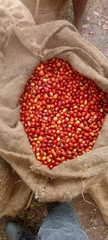 Daily Sips Rare Treasury Ethiopian Yirgacheffe Coffee Beans (Grade 1) – Single O
