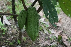 3lbs Bolivia Organic-certfied, Improved Walikeewa Unroasted Cacao Beans NEW CROP
