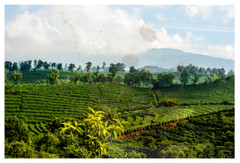 Unroasted Coffee Bean -5lb Single Origin – Costa Rica Las Trojas Superior SHB EB