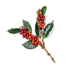 8oz/5lb – Sulawesi Toraja – Indonesia – Premium Fresh Roasted To Order Coffee