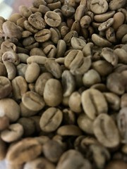 5 LBS VENEZUELAN VENEZUELA MARACAIBOS UNROASTED GREEN COFFEE BEANS – ARABICA